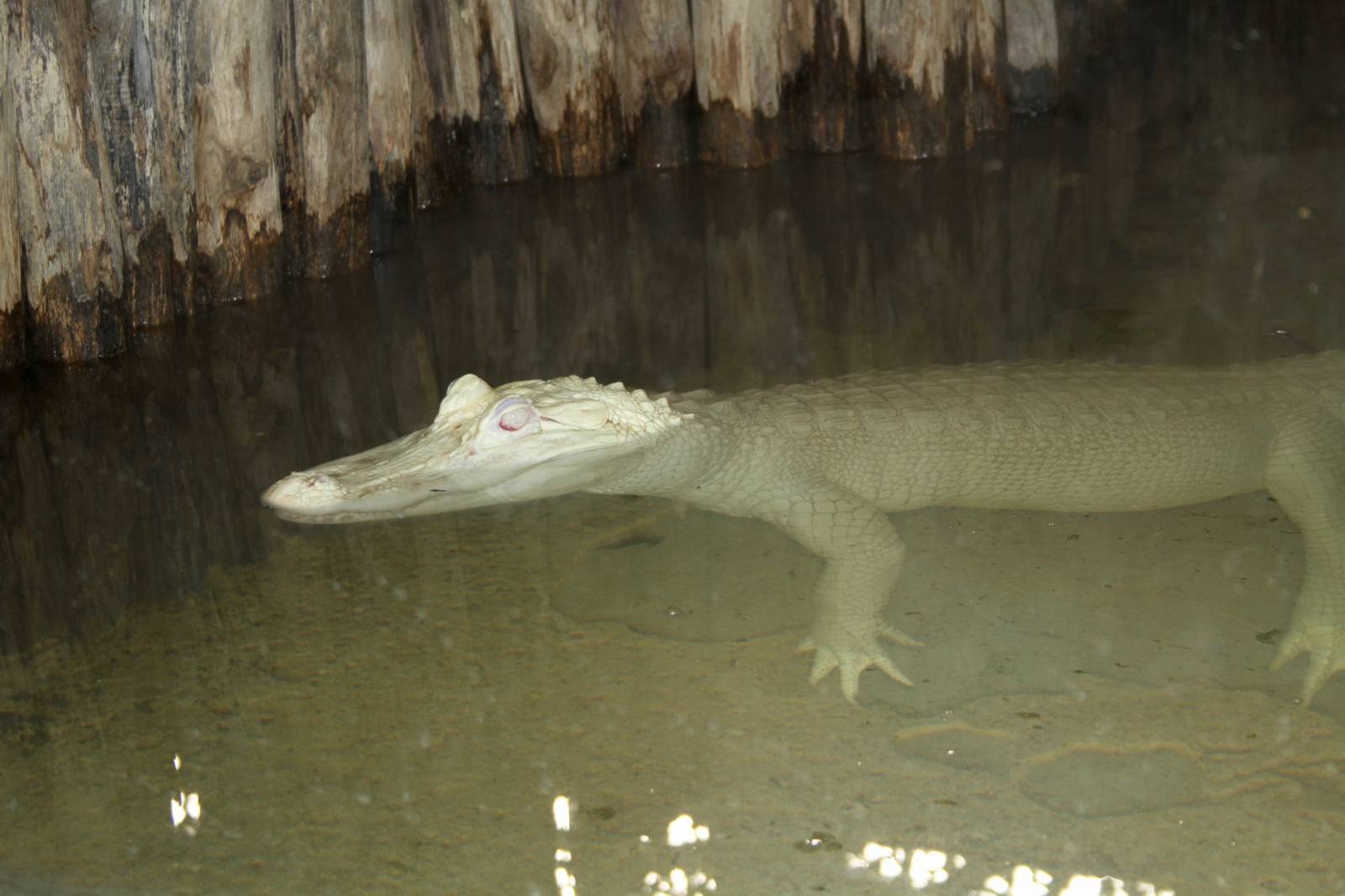 Un crocodile albinos