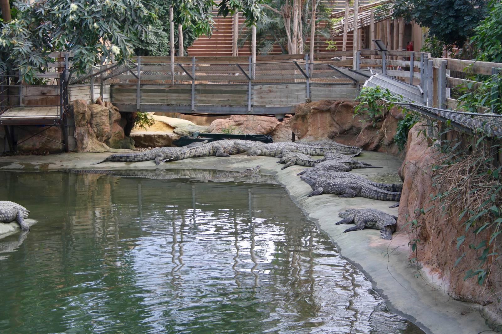 Des crocodiles à la ferme aux crocodiles à Pierrelatte