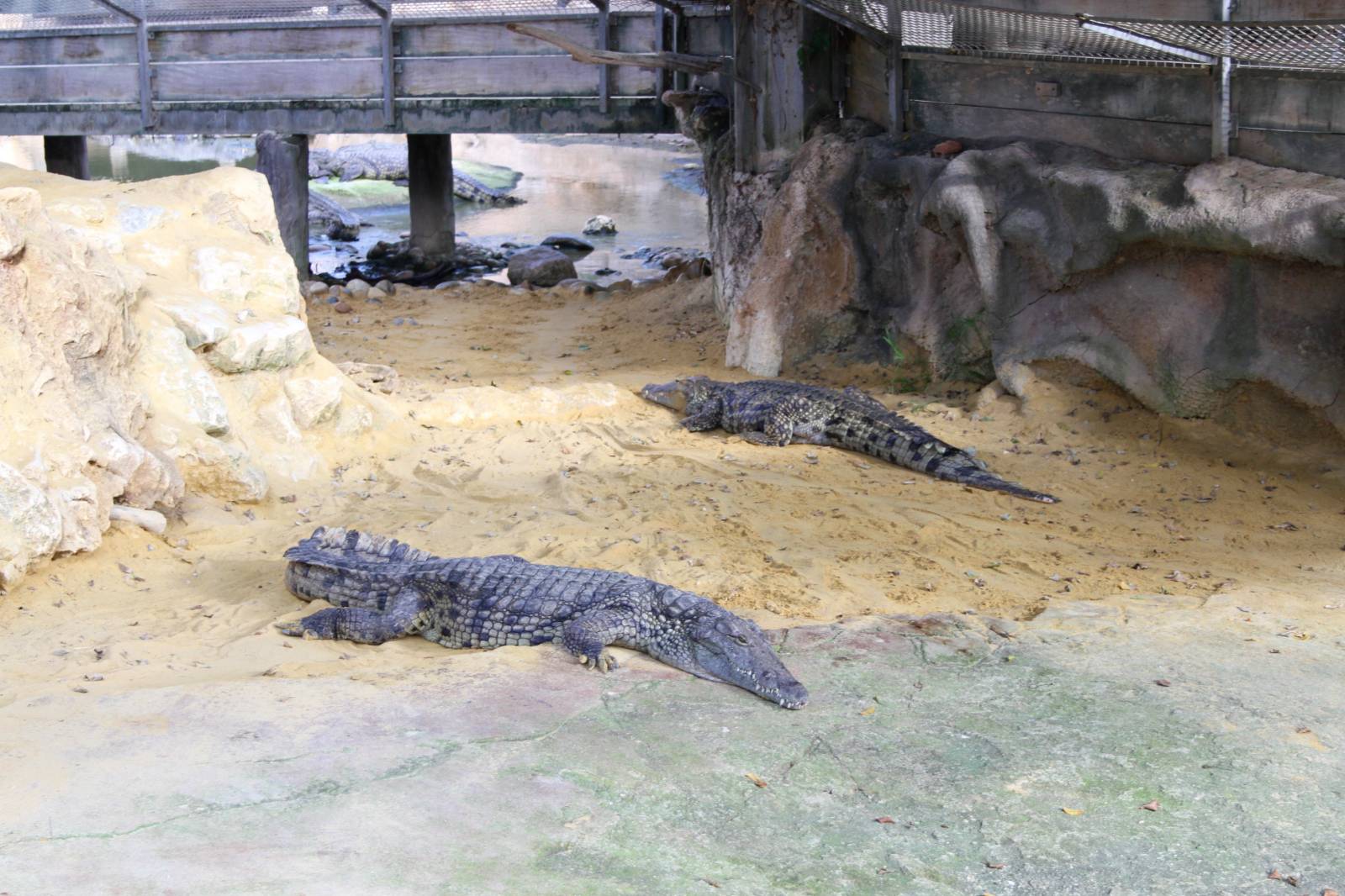 Des crocodiles à la ferme aux crocodiles à Pierrelatte