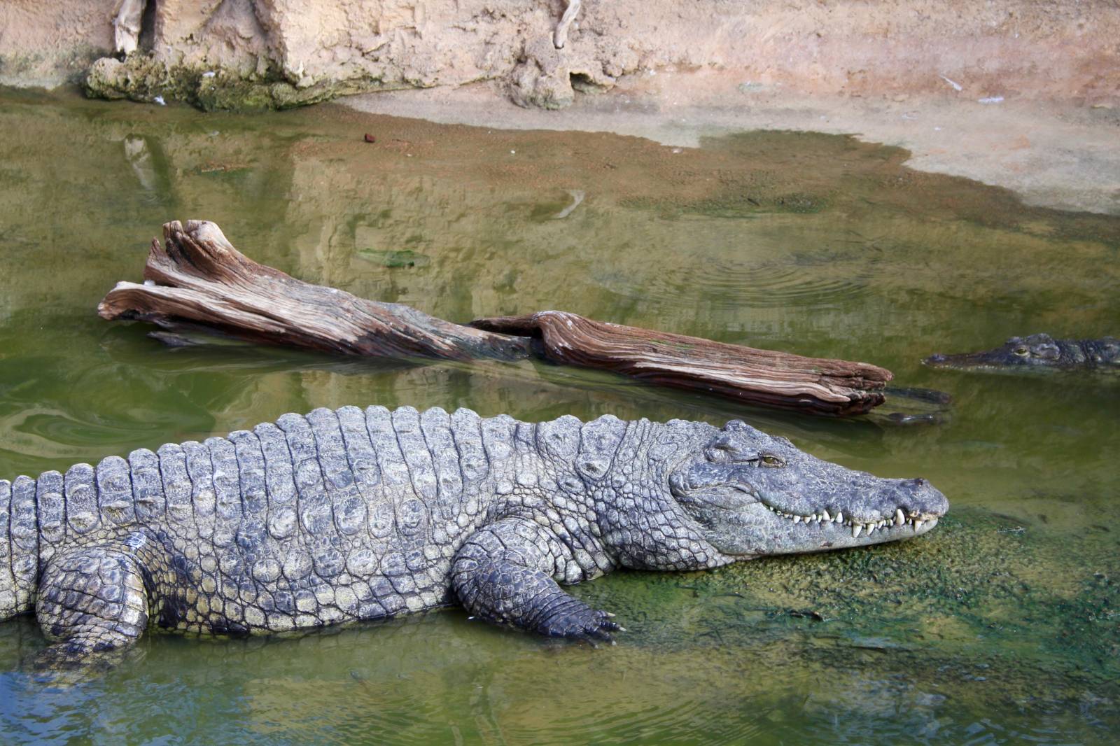 des crocodiles de la ferme aux crocodiles à Pierrelatte