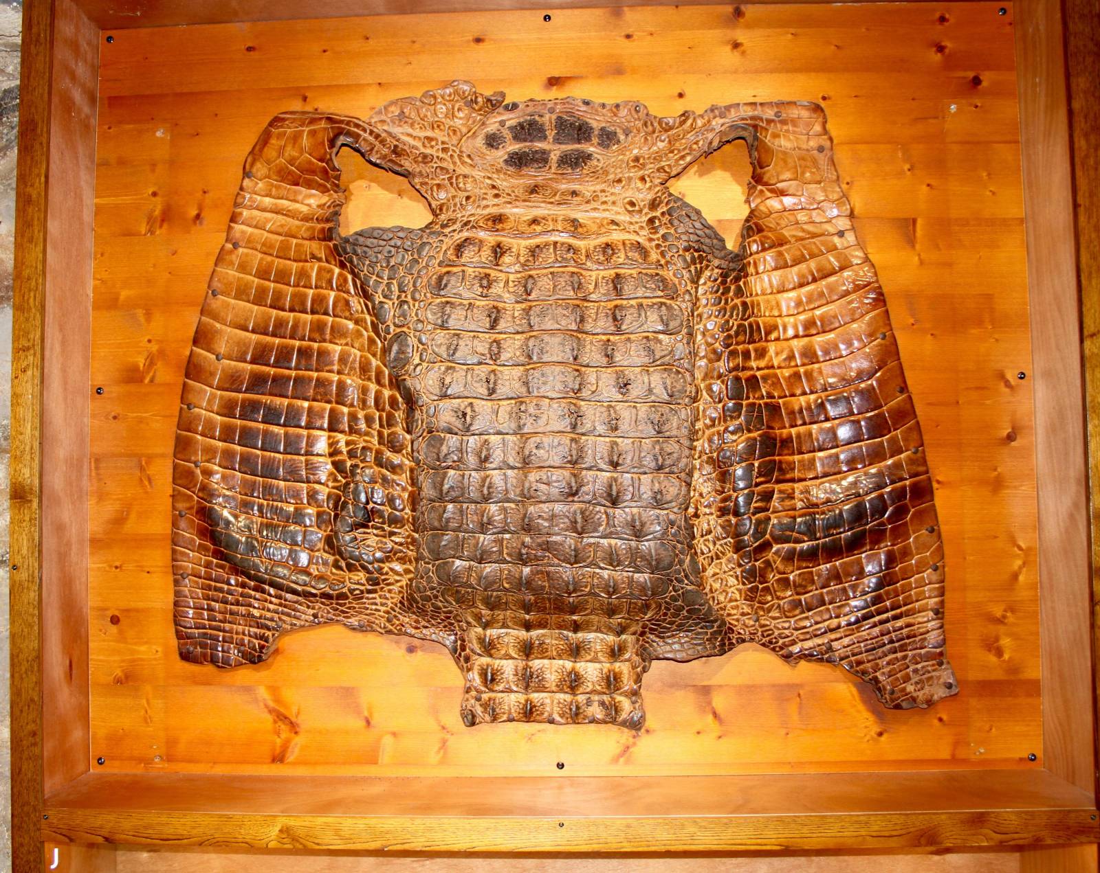 une peau de crocodile à la ferme aux crocodiles à Pierrelatte
