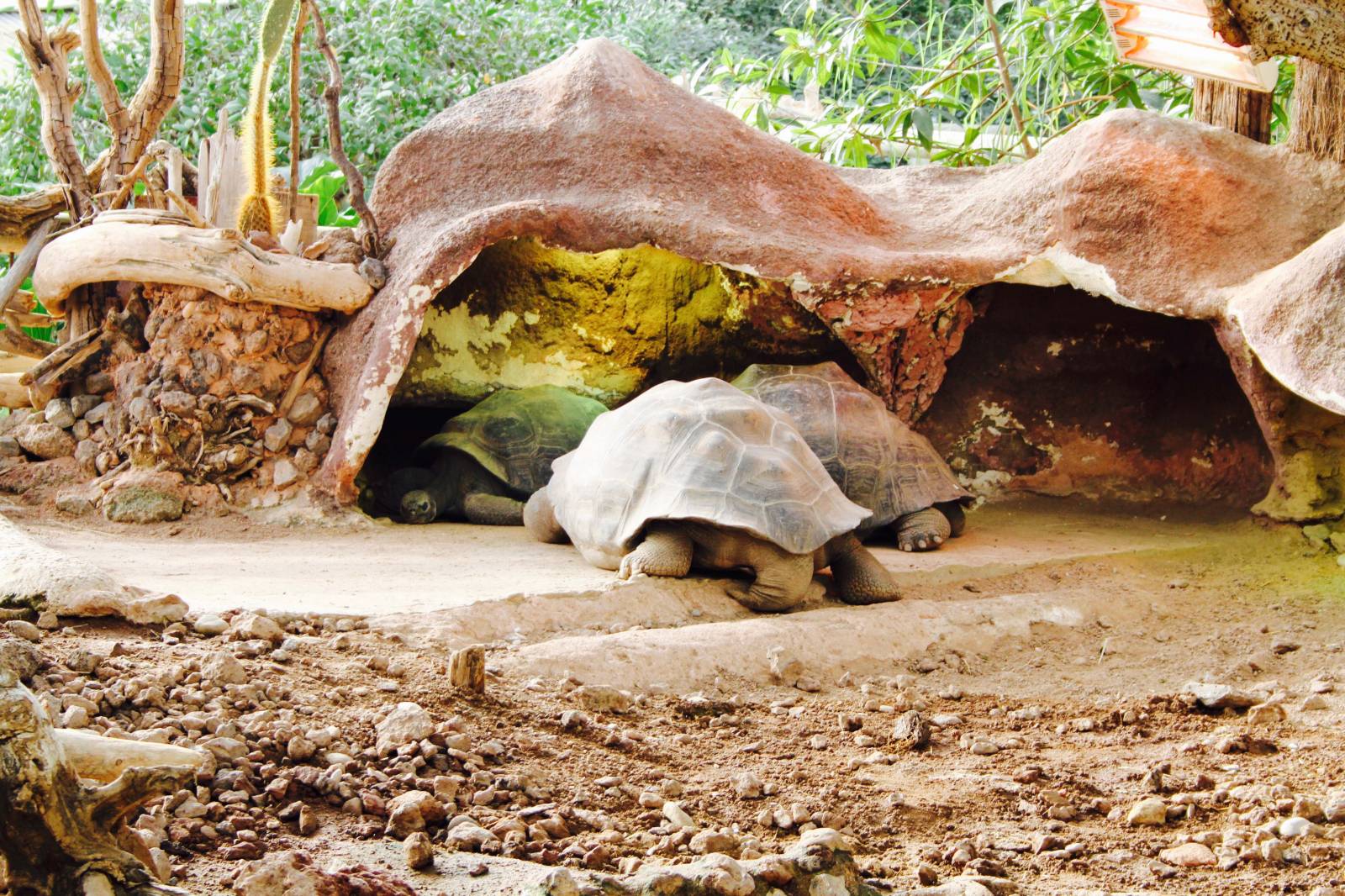 Les tortues des Seychelles à la ferme aux crocodiles à Pierrelatte
