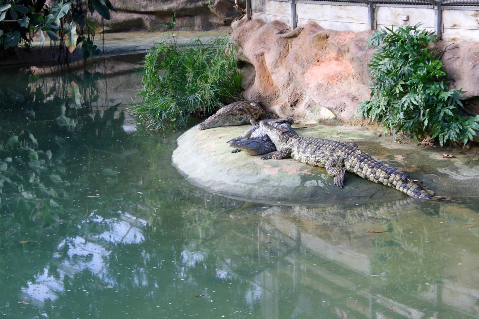 des crocodiles de la ferme aux crocodiles à Pierrelatte