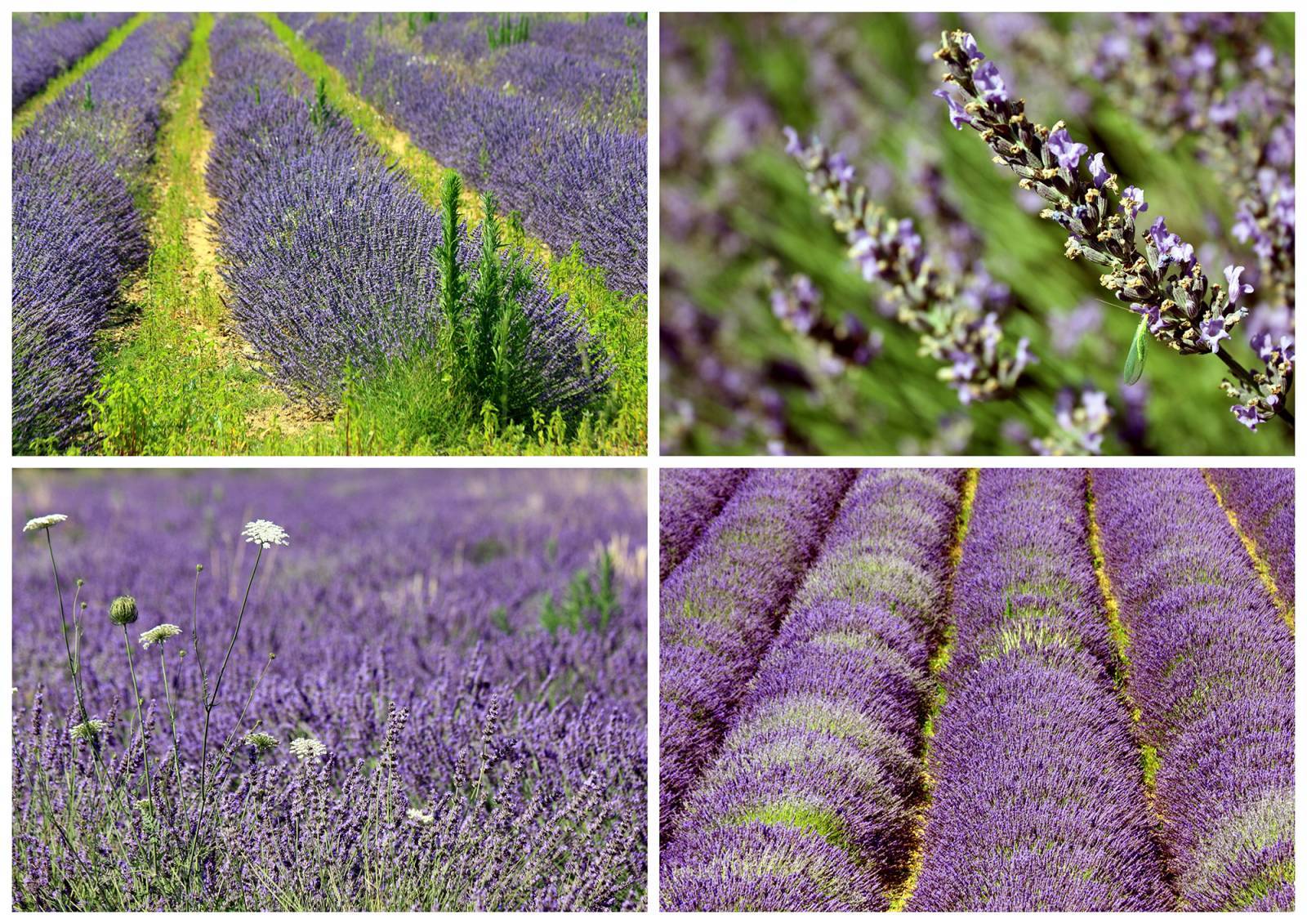 Un champ de lavande autour de Montélimar