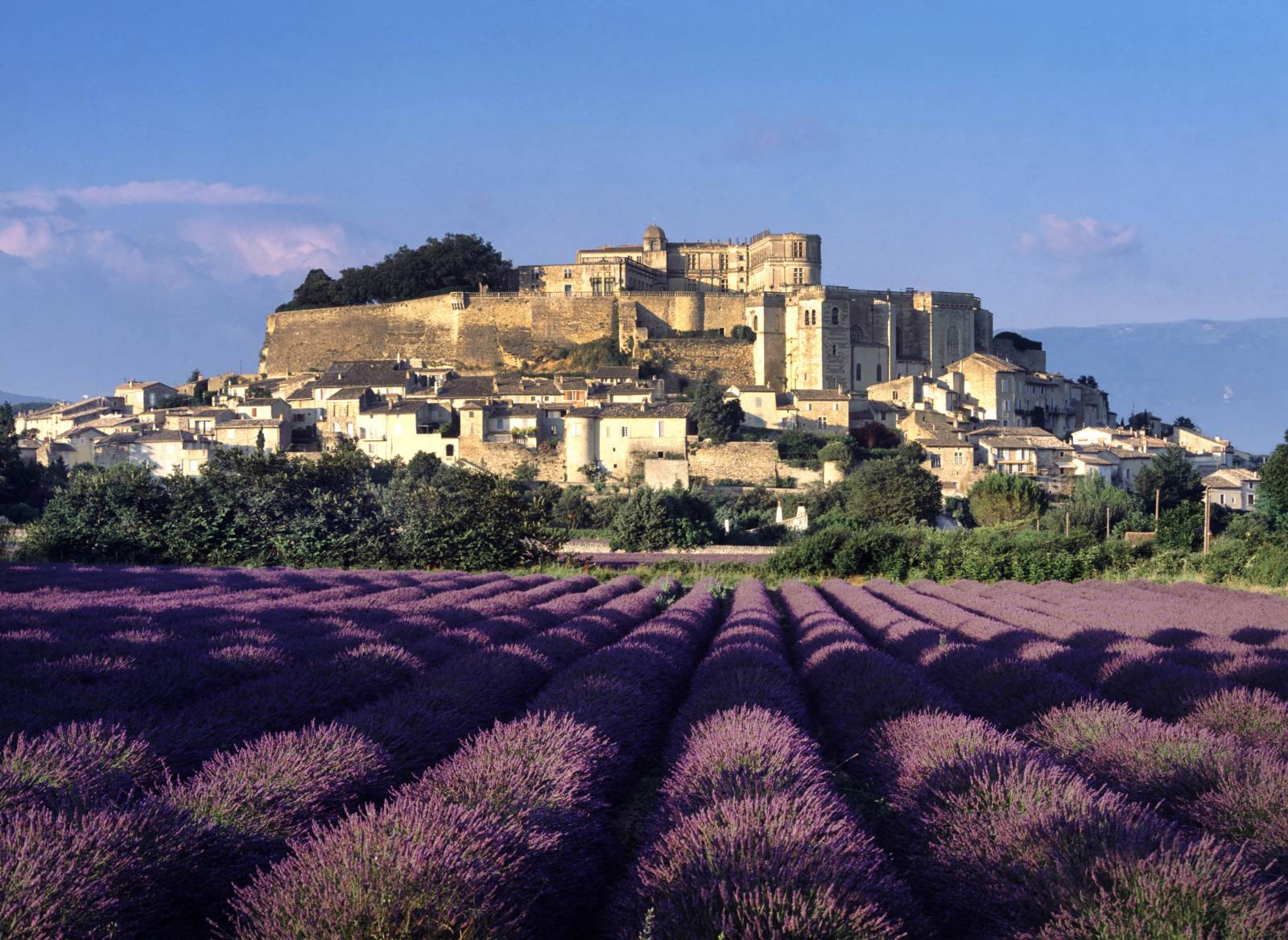 Les lavandes et Grignan
