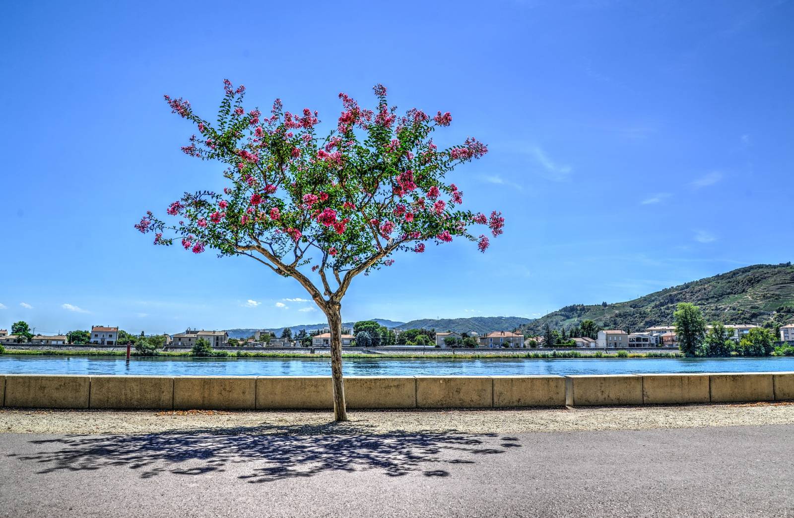 Les berges du Rhône
